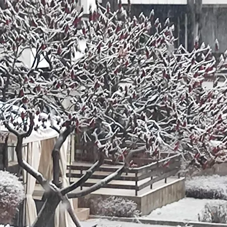 фамилно студио Alex&marry аспен